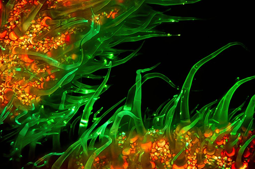 Mikrofoto Tomatenblatt im UV-Licht 1, Bildbreite = 1,75 mm