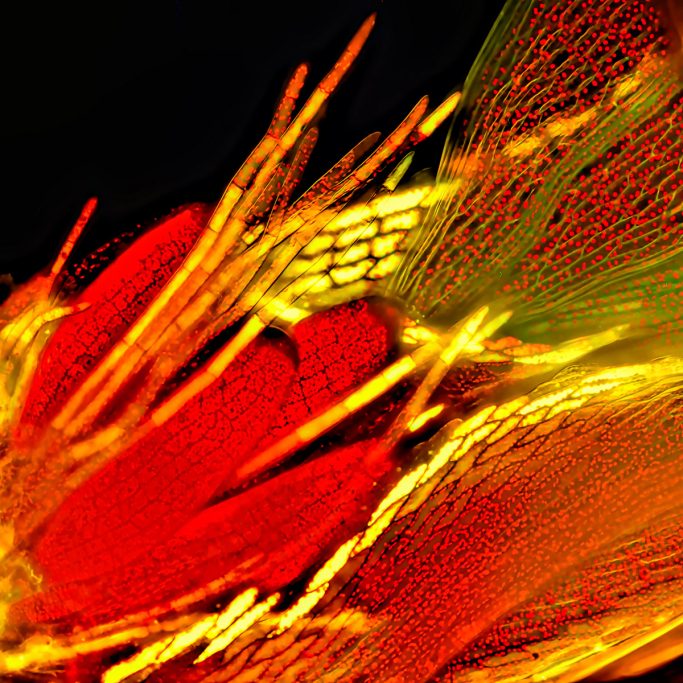 Mikrofoto Moos im UV-Licht, 1, Bildbreite = 0,2 mm