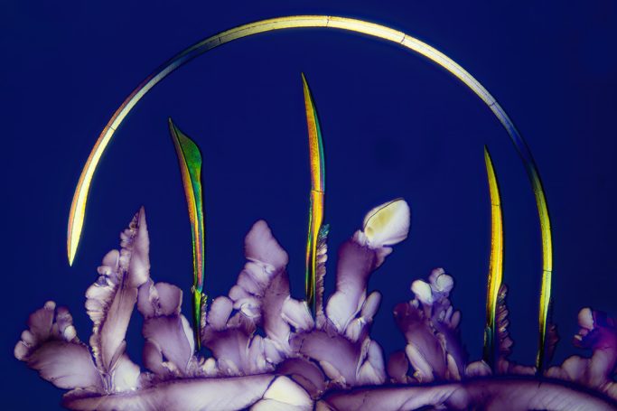 Mikrofotografie von Milchsäure und Äpfelsäure, Mikrokristalle im polarisierten Licht, 1, Bildbreite = 1,1 mm