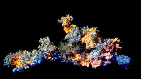 Makroaufnahme eines kleinen Zweiges mit Flechten, UV-Licht (UVIVF), Bildbreite = 60 mm Makroaufnahme eines kleinen Zweiges mit Flechten, UV-Licht (UVIVF), Bildbreite = 60 mm