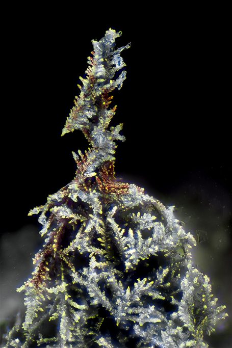 Mikrofoto eines Silberbäumchens, Auflicht, Bildbreite = 0,35 mm