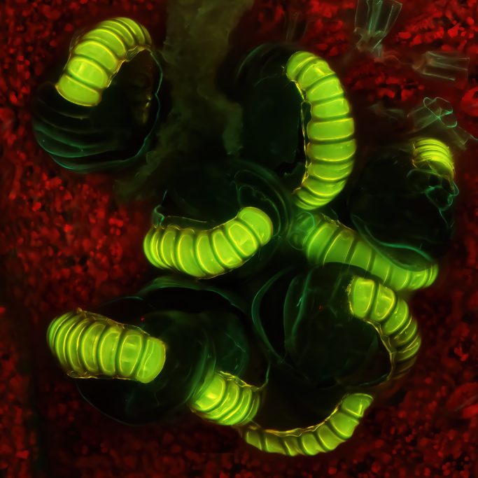 Mikrofoto von Farn, Sporenbehälter im ultravioletten Licht, Bildbreite =  0,5 mm