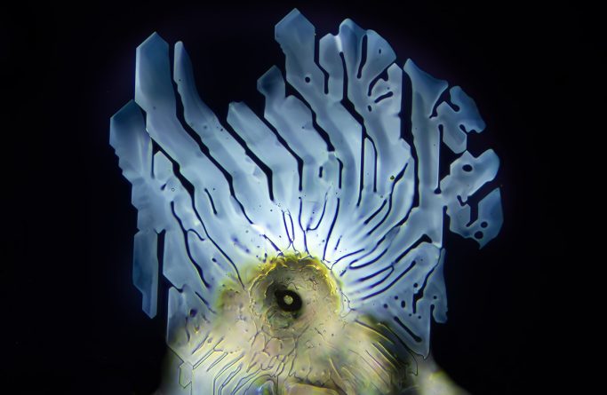 Mikrofotografie von Amidosulfonsäure (Entkalker), Mikrokristalle im polarisierten Licht, 3, Bildbreite = 1,1 mm
