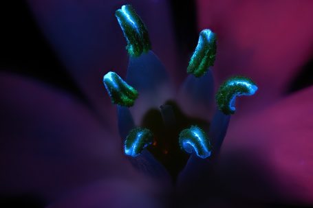 Makroaufnahme einer Blüte vom Dolden-Milchstern, Ultraviolettes Licht, Bildbreite = 18 mm