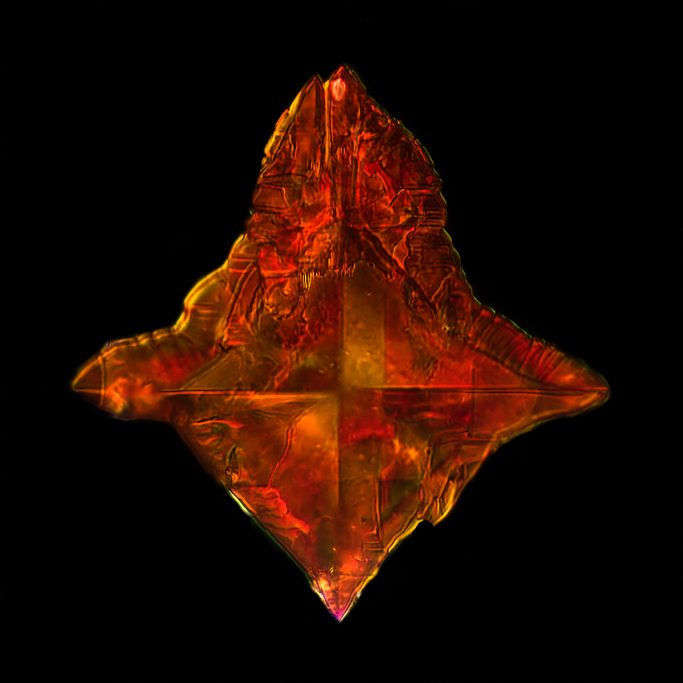 Mikrofotografie von Beta-Carotin, Mikrokristalle im polarisierten Licht, 1, Bildbreite = 0,12 mm