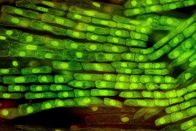 Mikrofoto von Lauch, Mitose im UV-Licht 1, Bildbreite = 0,4 mm