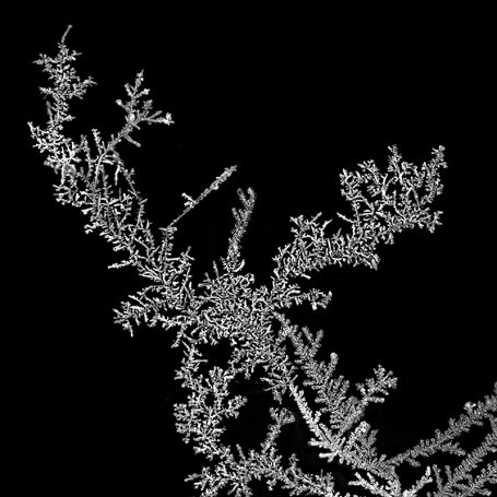 Mikrofoto eines Silberbäumchens, Auflicht, Bildbreite = 0,52 mm