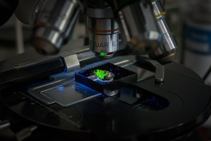 Fluoreszierendes Material unter dem Mikroskop