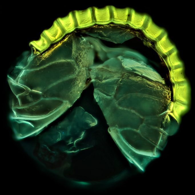 Mikrofoto von Farn, Sporenbehälter im ultravioletten Licht, Bildbreite =  0,25 mm