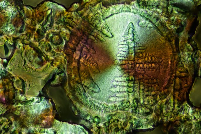 Mikrofoto von DEXA-SINE (Augentropfen), Mikrokristalle im polarisierten Licht, 1, Bildbreite = 0,2 mm