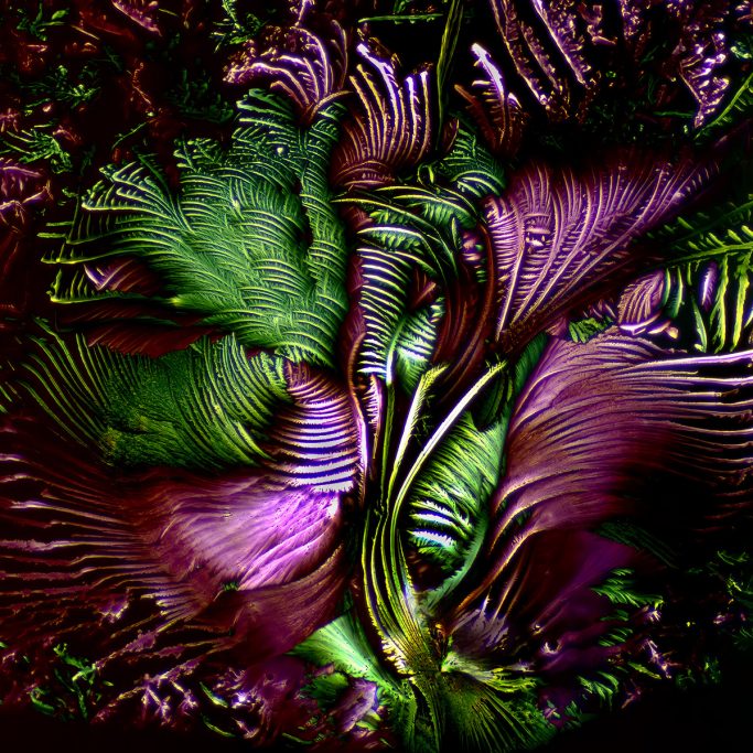Mikrofoto von Glycin, Mikrokristalle im polarisierten Licht, Florale Strukturen, 2, Bildbreite = 1,1 mm